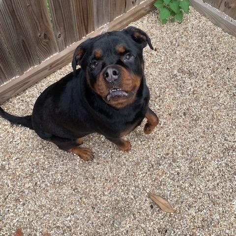 Nala, a Adoptable Rottweiler in Baker, LA image 1/6