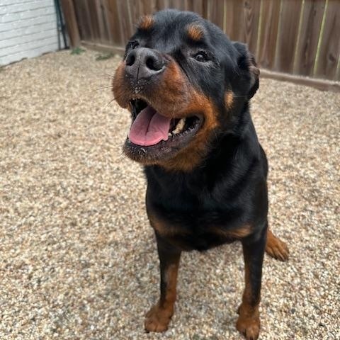 Nala, a Adoptable Rottweiler in Baker, LA image 2/6