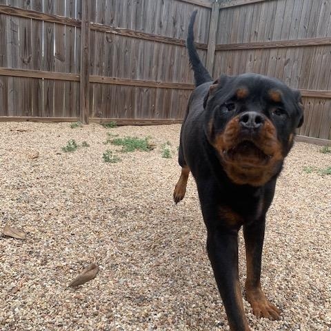 Nala, a Adoptable Rottweiler in Baker, LA image 3/6