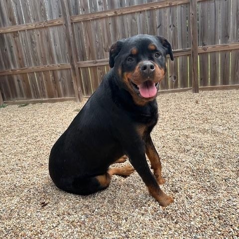 Nala, a Adoptable Rottweiler in Baker, LA image 4/6
