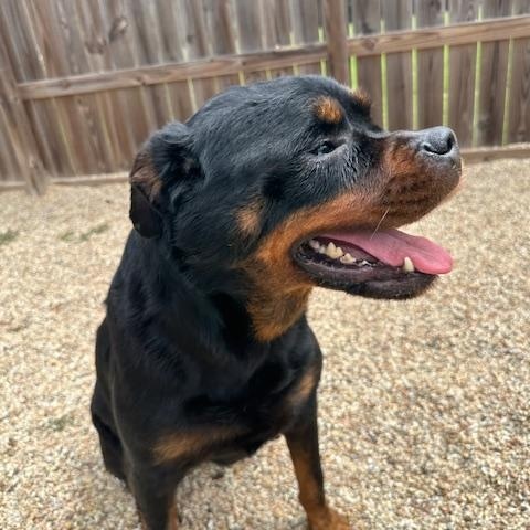 Nala, a Adoptable Rottweiler in Baker, LA image 6/6