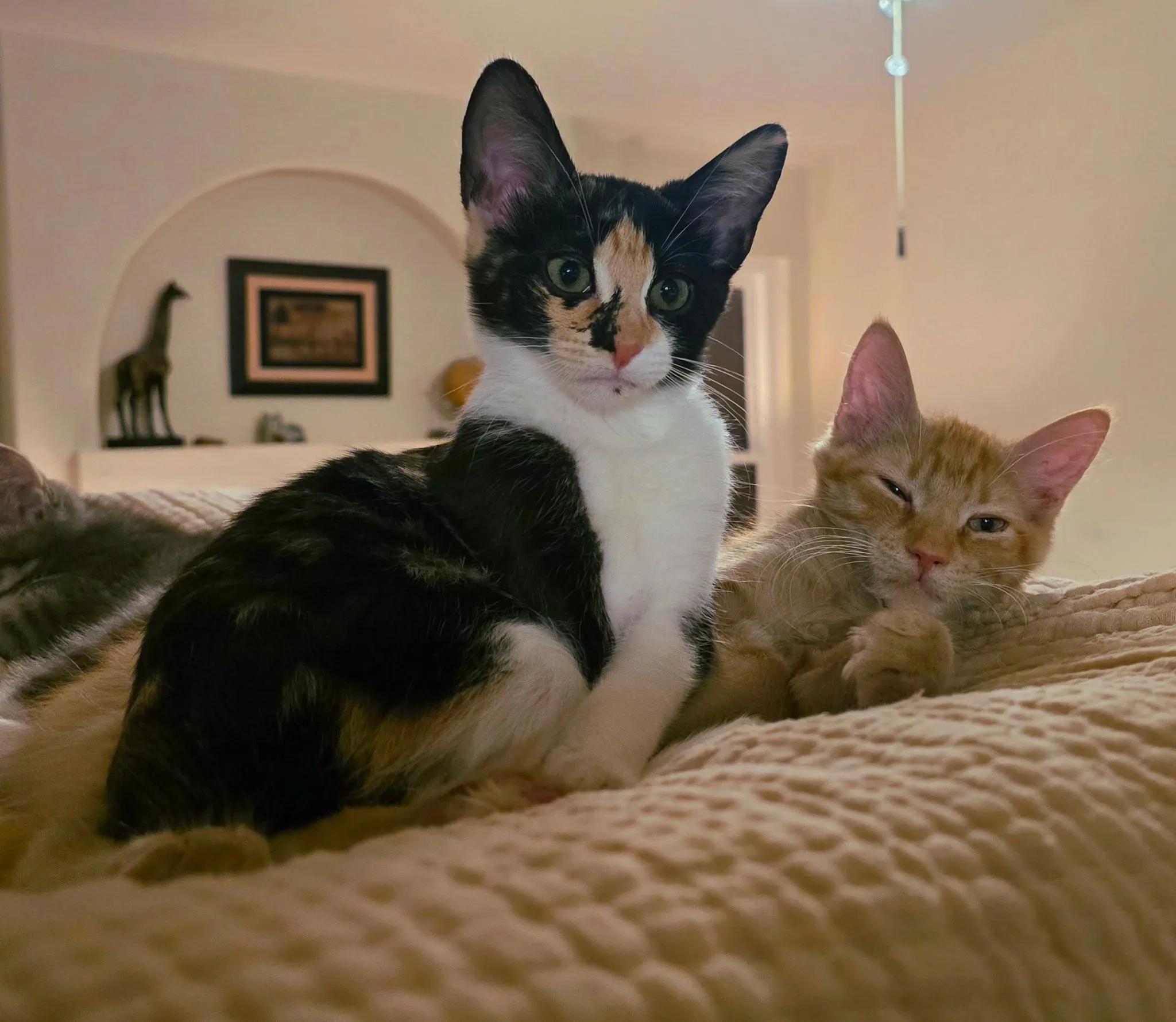 Enlarge MINNIE -  November ONLY 35% Off Adoption Fee & 25+ kittens to choose from!, a Adoptable Calico in PHOENIX, AZ image 5/5