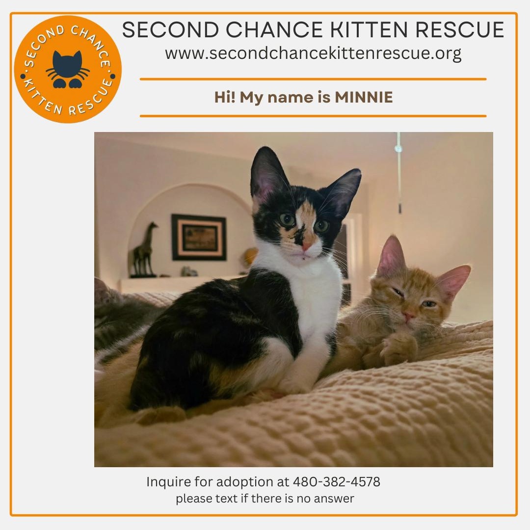 MINNIE -   - 20% Off Adoption Fees for kittens 6 months and older - 25+ to choose from, Adoptable, Young Female Calico.