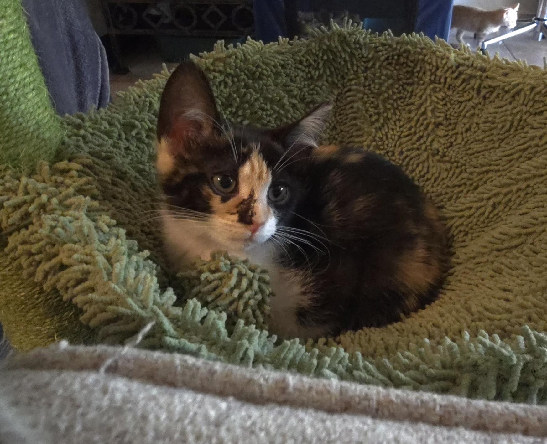 Enlarge MINNIE -  November ONLY 35% Off Adoption Fee & 25+ kittens to choose from!, a Adoptable Calico in PHOENIX, AZ image 3/5