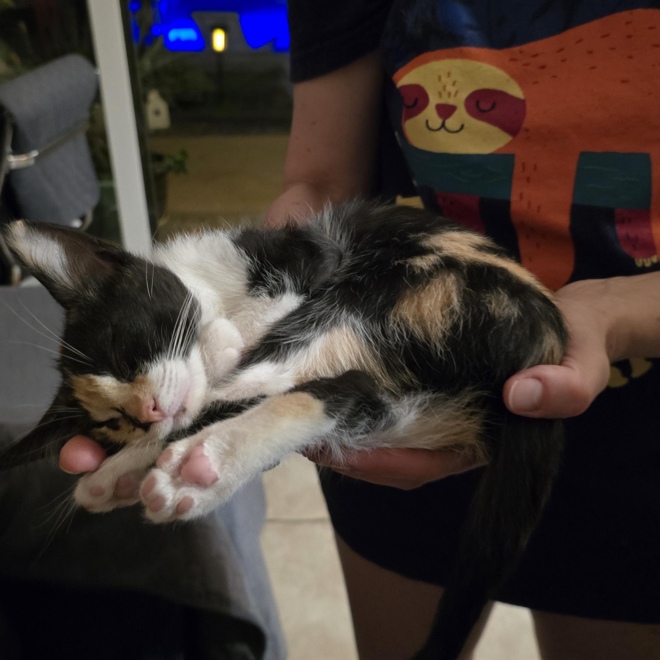 Enlarge MINNIE -  November ONLY 35% Off Adoption Fee & 25+ kittens to choose from!, a Adoptable Calico in PHOENIX, AZ image 4/5