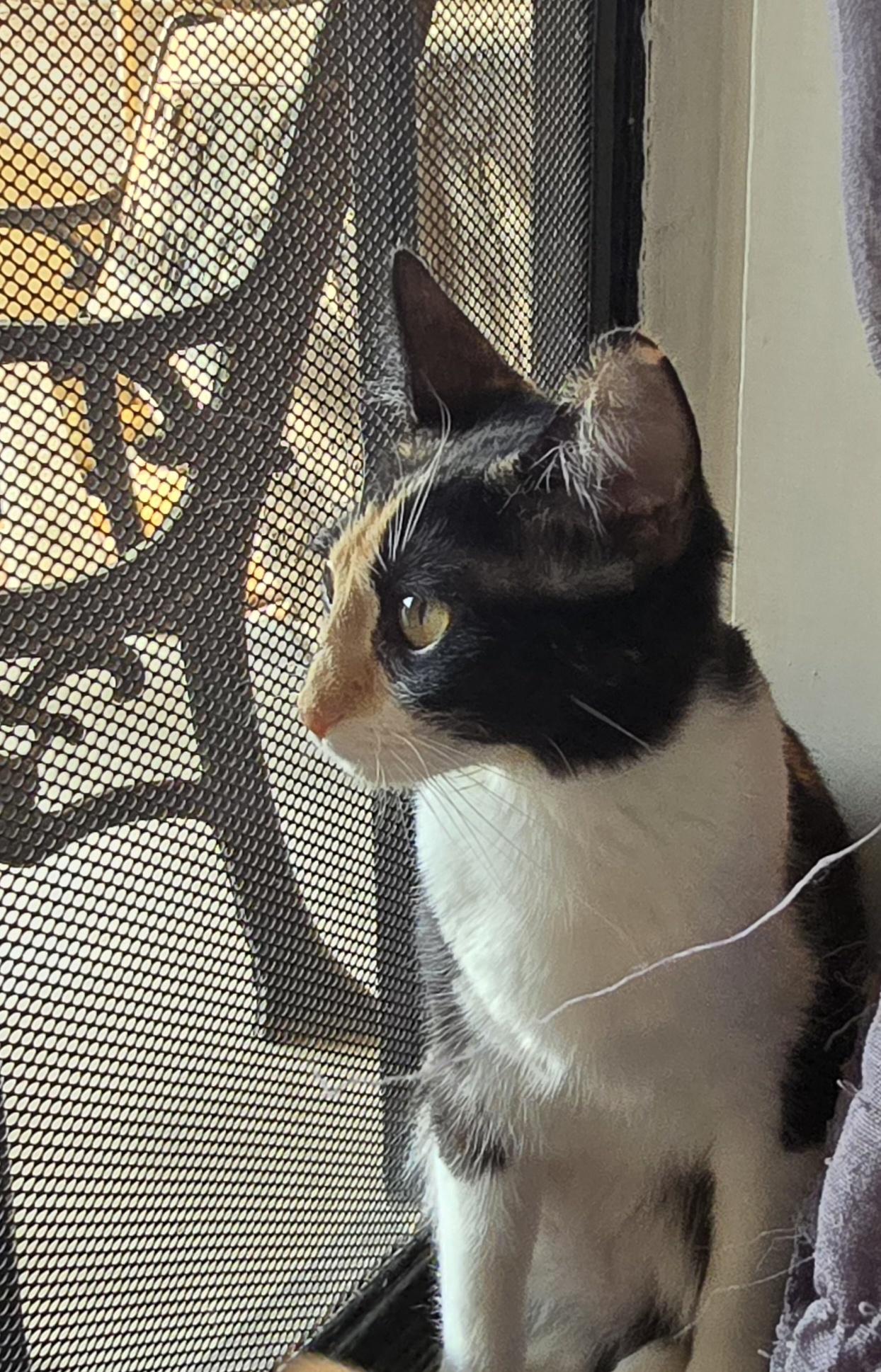 MINNIE -  November ONLY 35% Off Adoption Fee & 25+ kittens to choose from!, Adoptable, Young Female Calico.