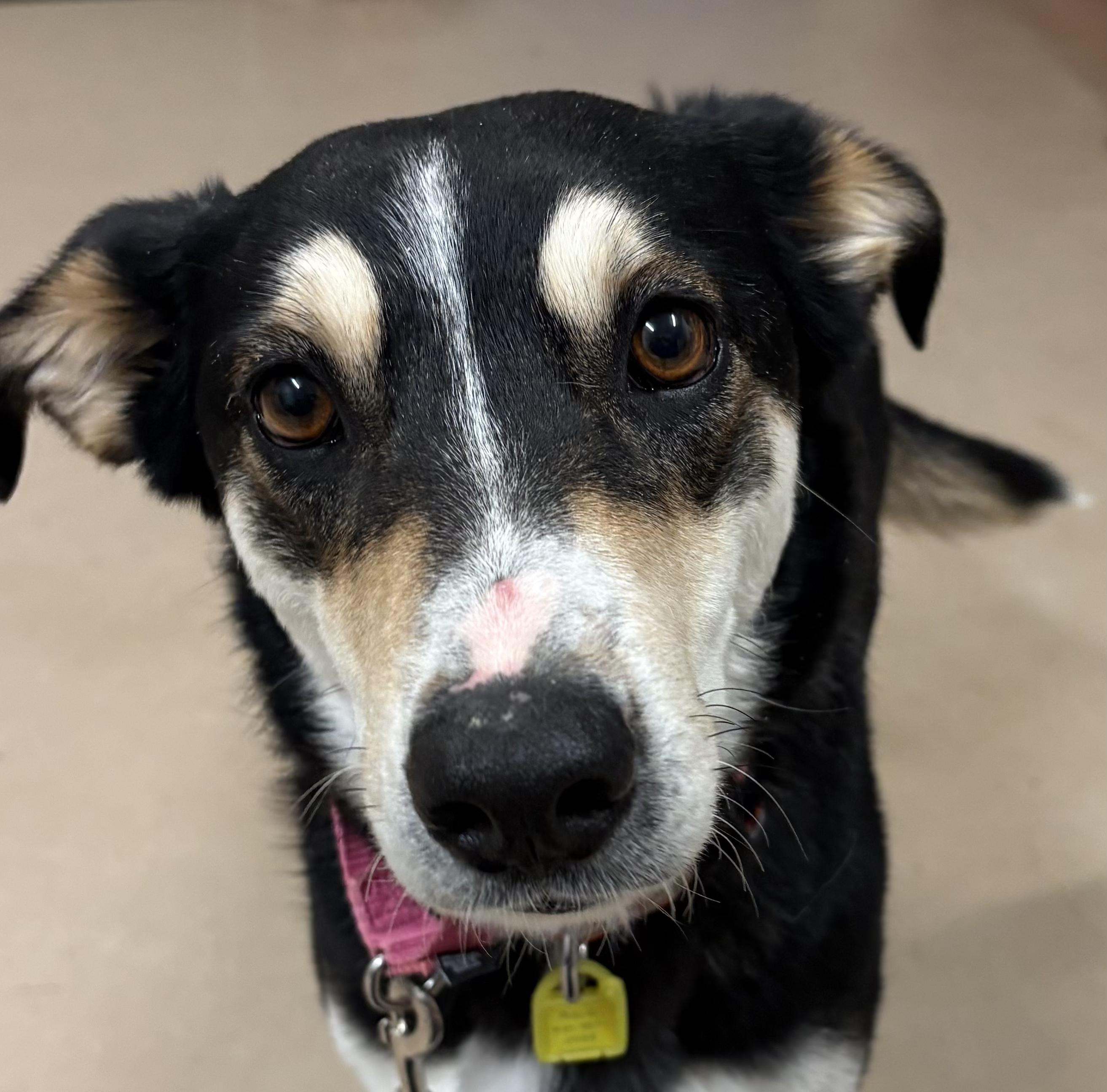 Enlarge Asia, a ADOPTABLE mixed breed in Granby, CO image 1/1