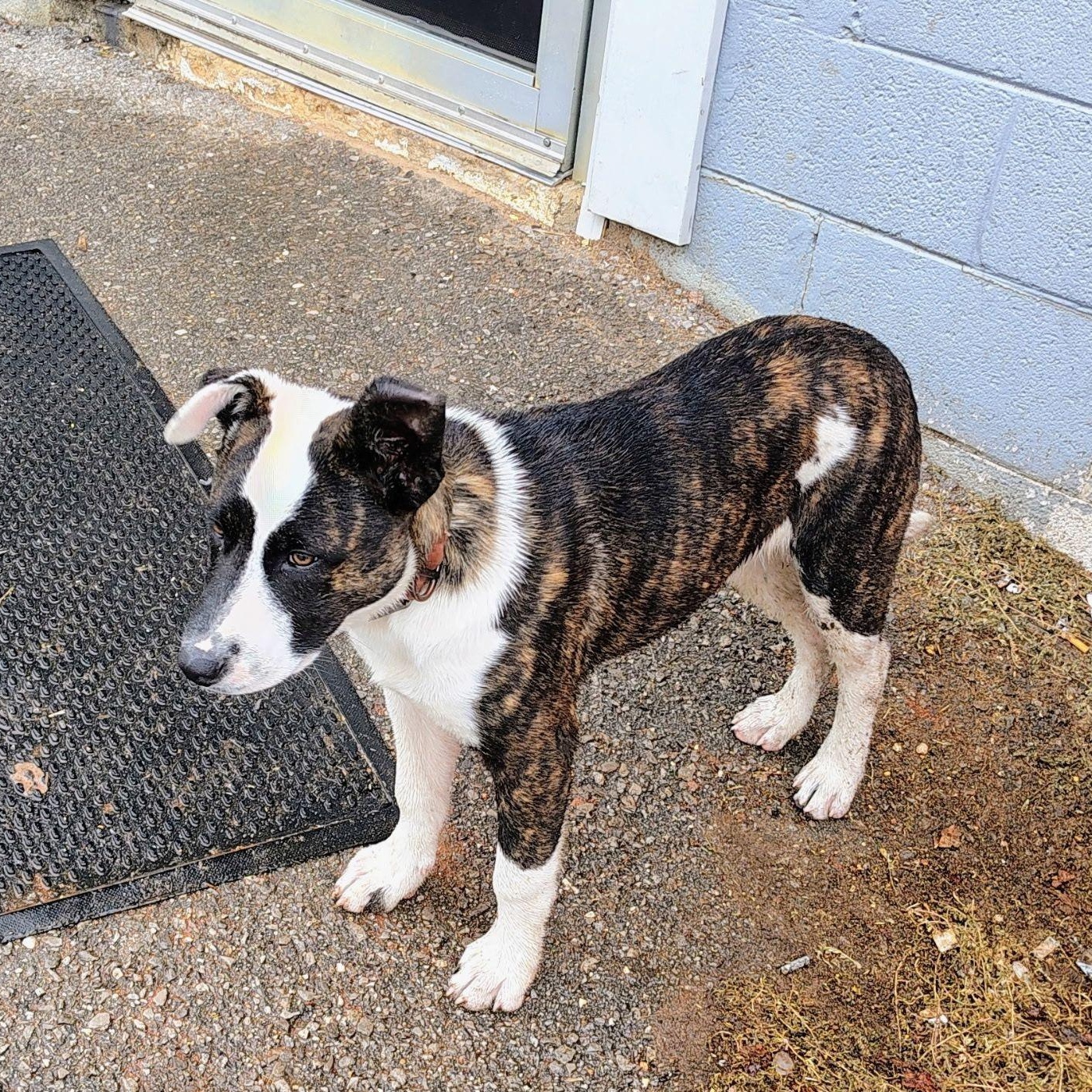 Enlarge Diesel, a Adoptable mixed breed in Hopkinton, MA image 5/6