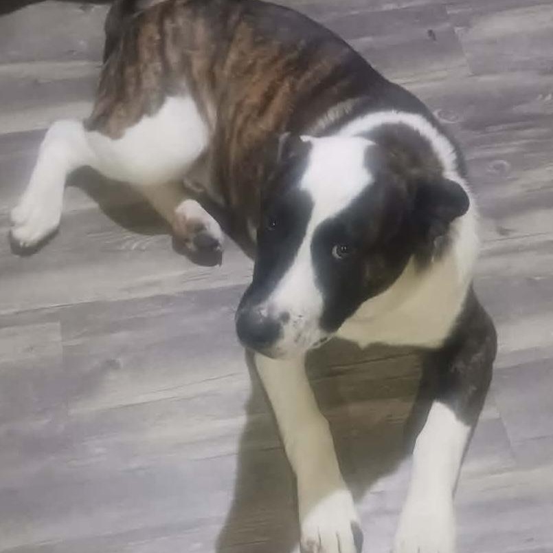 Enlarge Diesel, a Adoptable mixed breed in Hopkinton, MA image 4/6