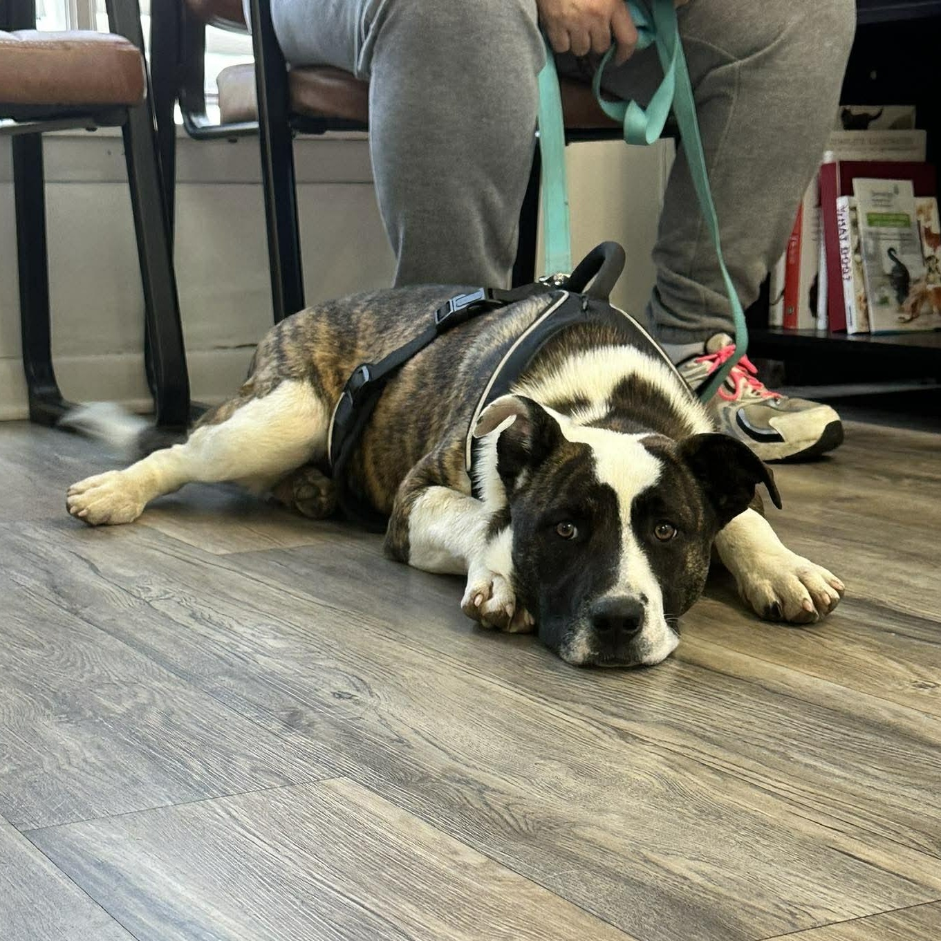 Enlarge Diesel, a Adoptable mixed breed in Hopkinton, MA image 3/6