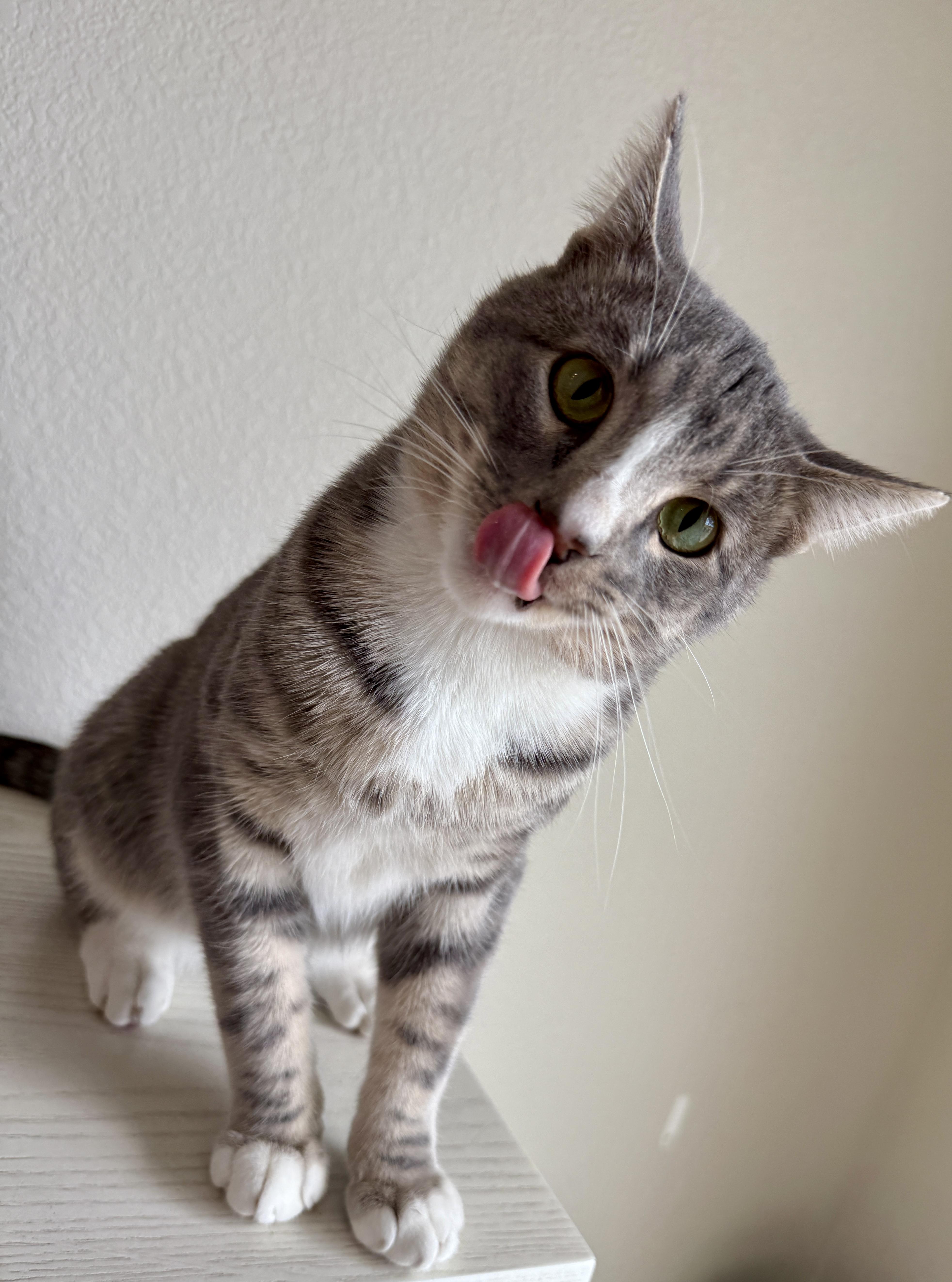 Enlarge Zero, a Adoptable Domestic Short Hair in Aurora, CO image 3/4