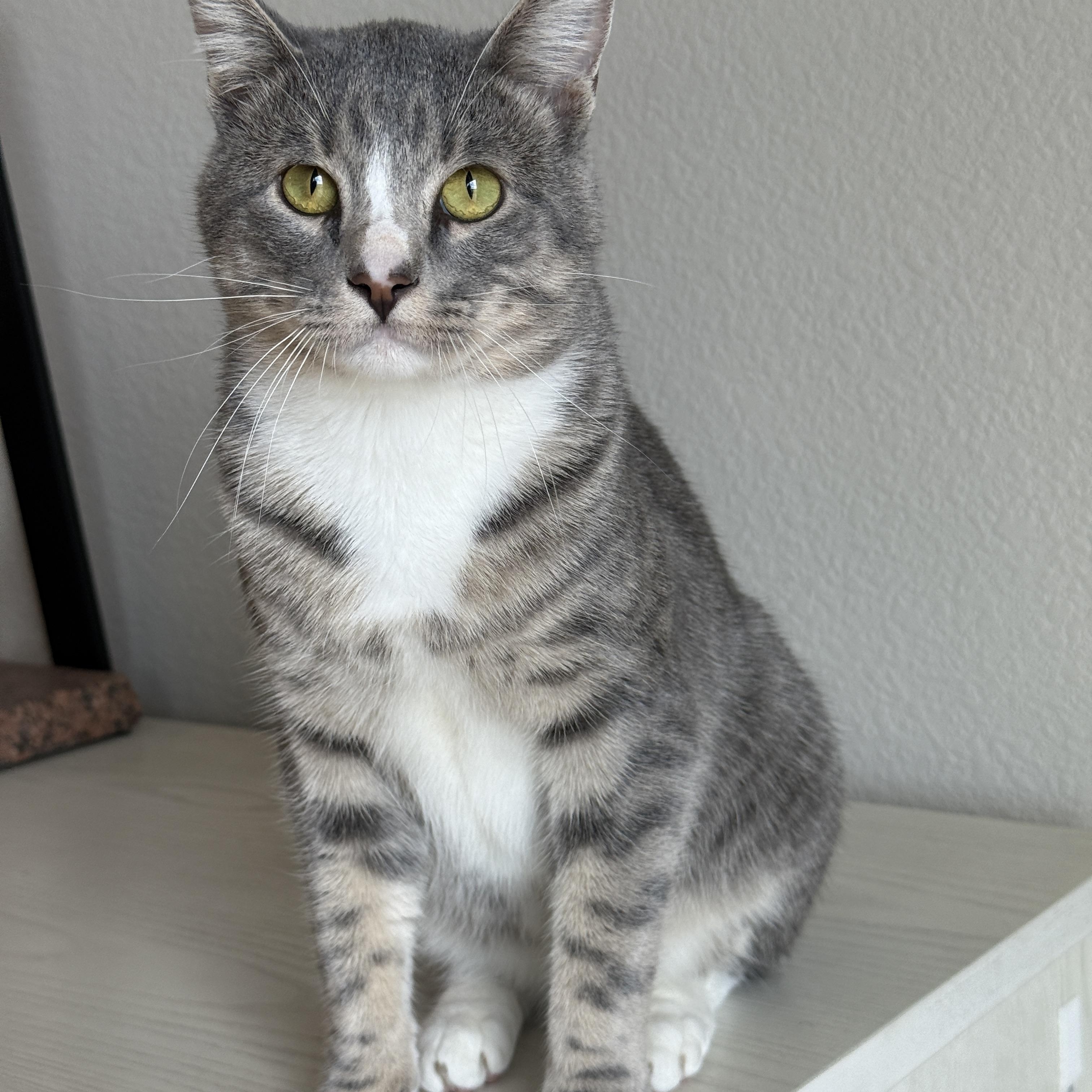 Enlarge Zero, a Adoptable Domestic Short Hair in Aurora, CO image 2/4