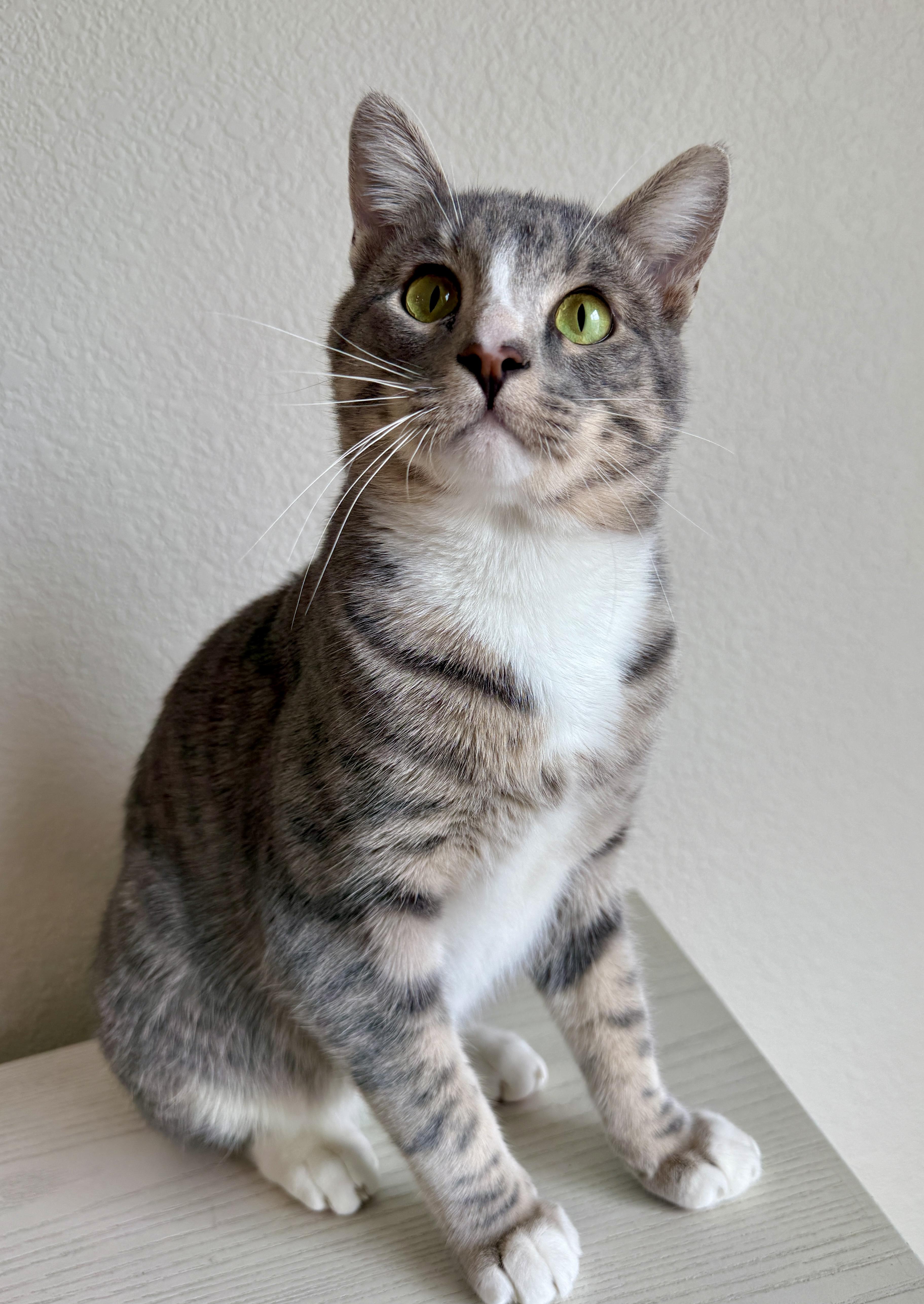 Enlarge Zero, a Adoptable Domestic Short Hair in Aurora, CO image 4/4