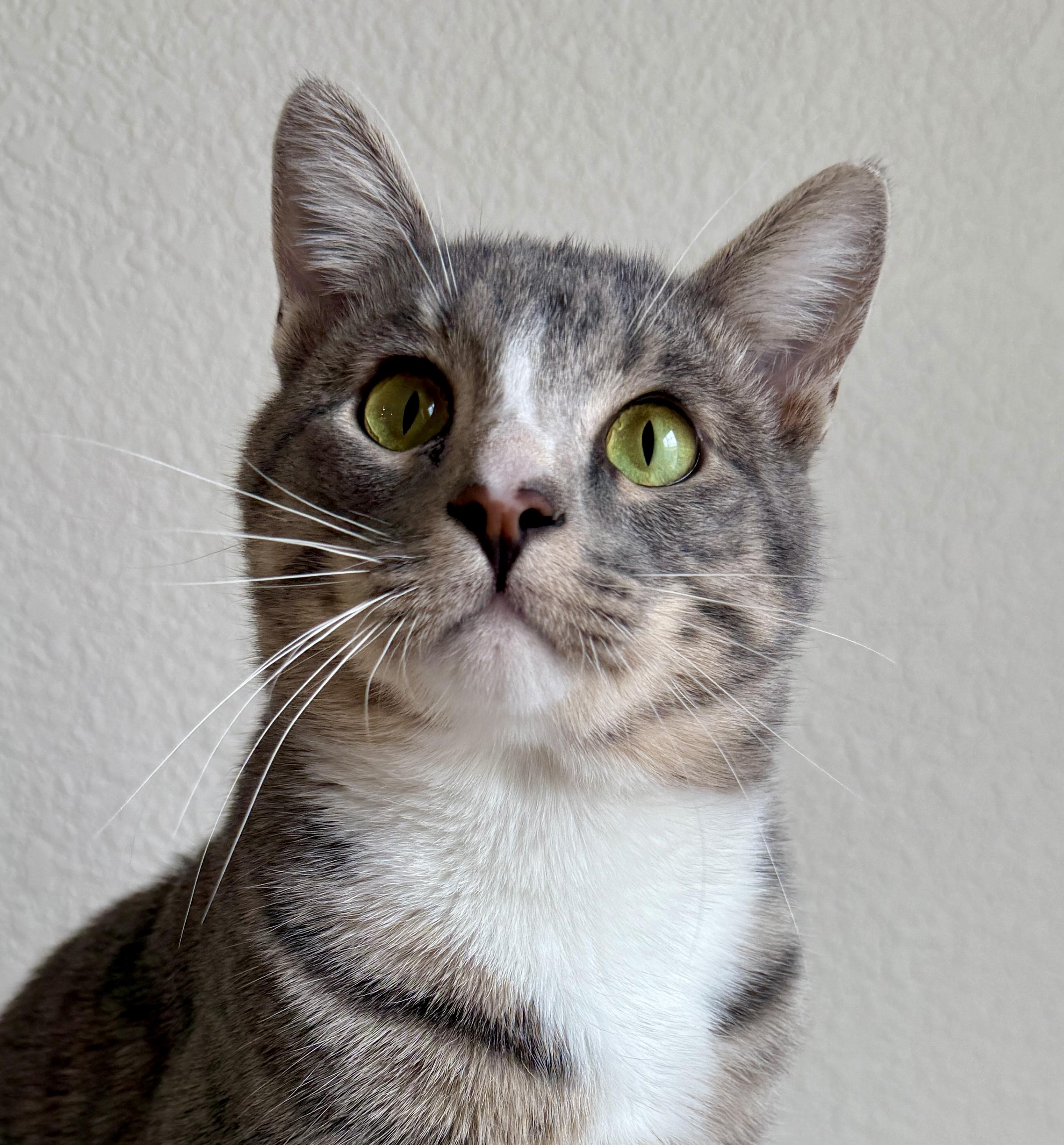 Zero, Adoptable, Young Male Domestic Short Hair.