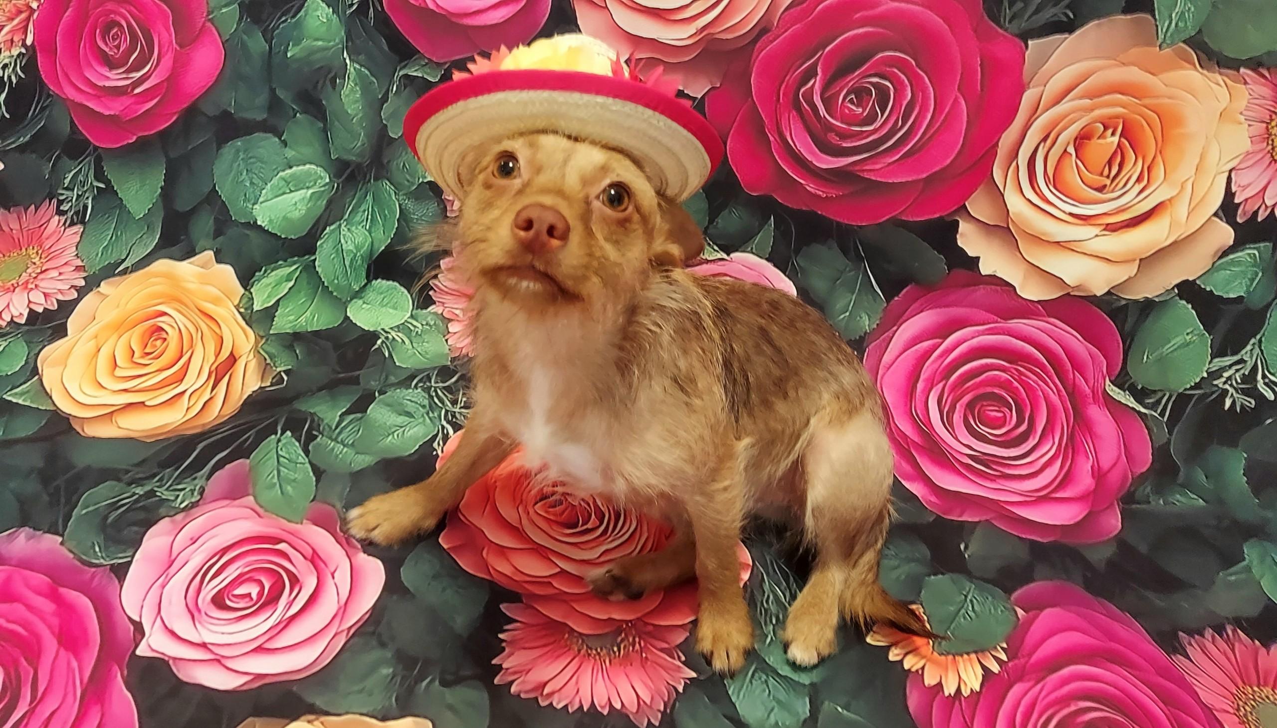 Dolly Rae