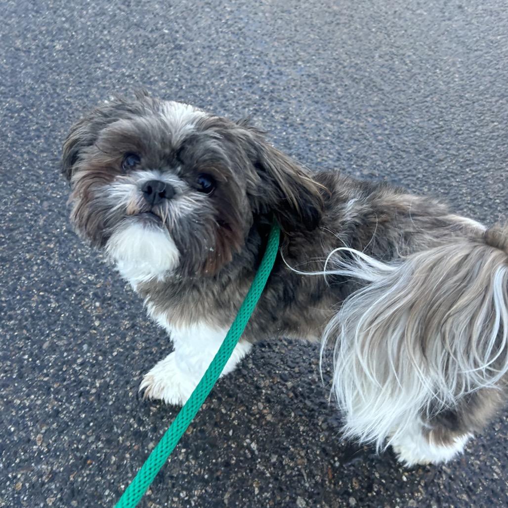 Scooter Ky, a Adoptable Shih Tzu in Bedford, NH image 1/6