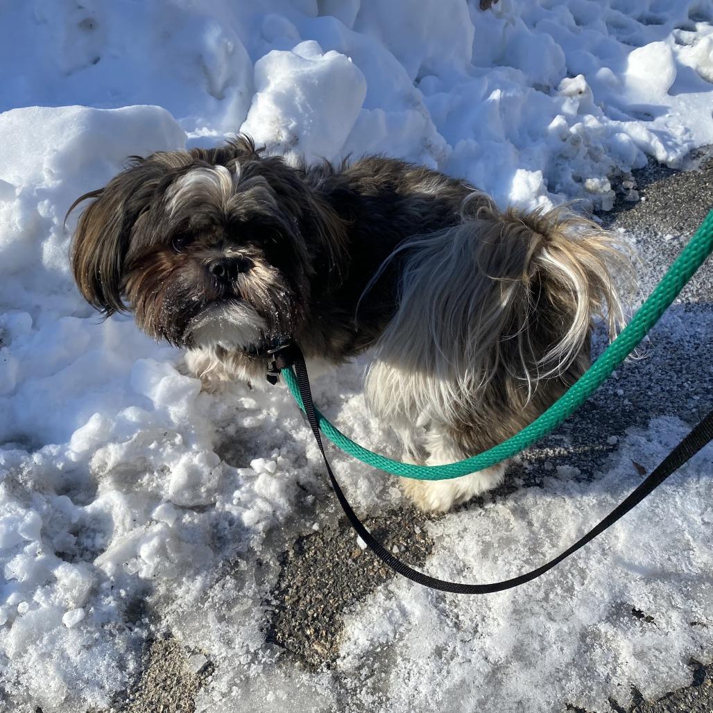 Scooter Ky, a Adoptable Shih Tzu in Bedford, NH image 2/6