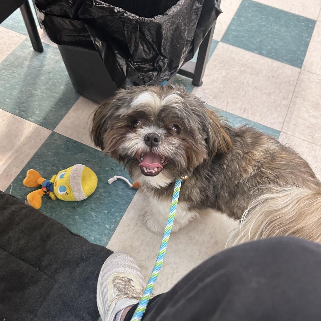 Scooter Ky, a Adoptable Shih Tzu in Bedford, NH image 3/6