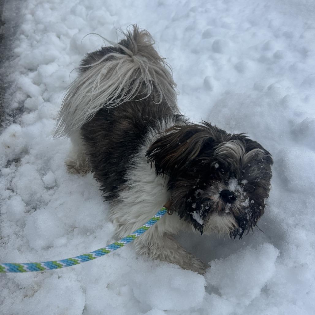 Scooter Ky, a Adoptable Shih Tzu in Bedford, NH image 4/6