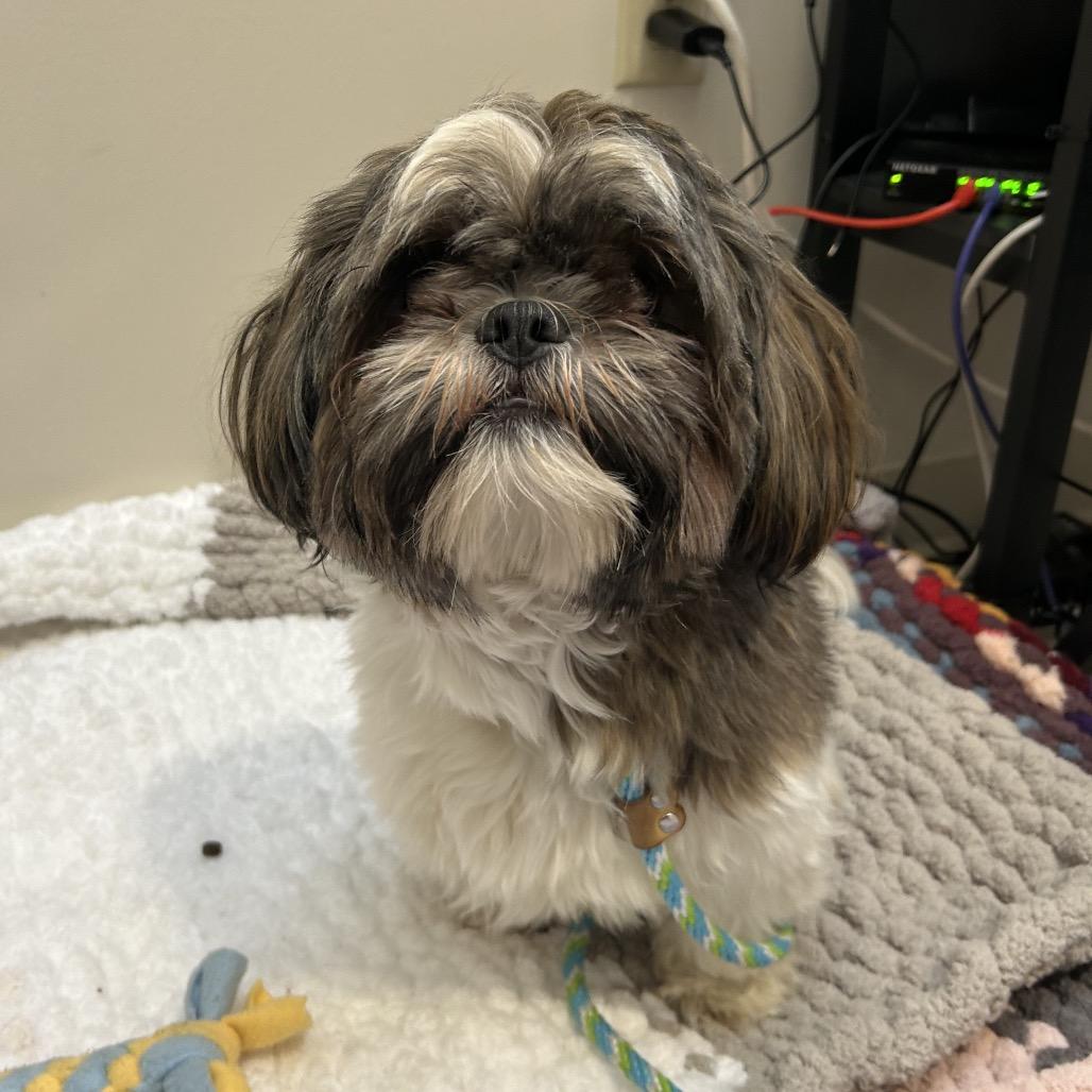 Scooter Ky, a Adoptable Shih Tzu in Bedford, NH image 5/6