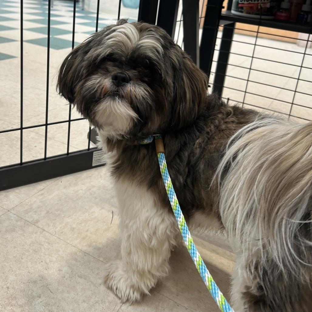 Scooter Ky, a Adoptable Shih Tzu in Bedford, NH image 6/6