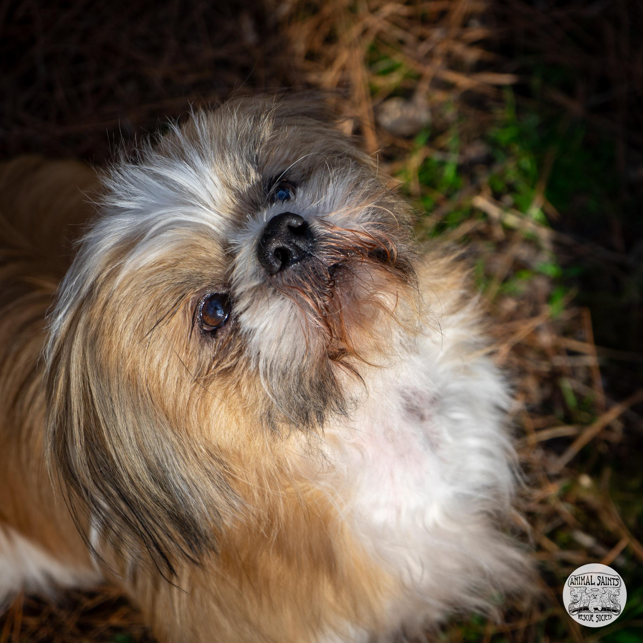 Enlarge Toby, a Adoptable mixed breed in Fort Montgomery, NY image 4/6