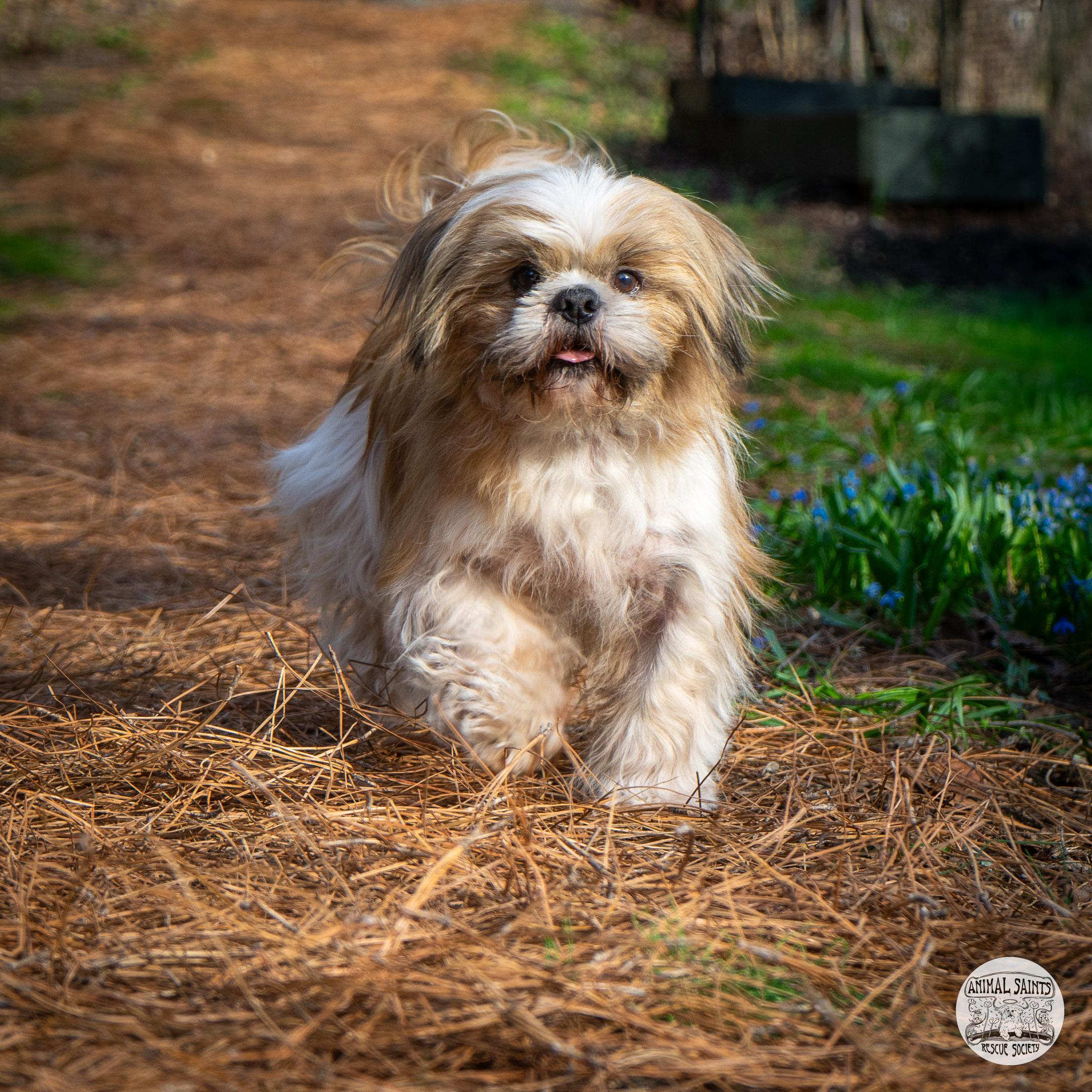 Enlarge Toby, a Adoptable mixed breed in Fort Montgomery, NY image 2/6