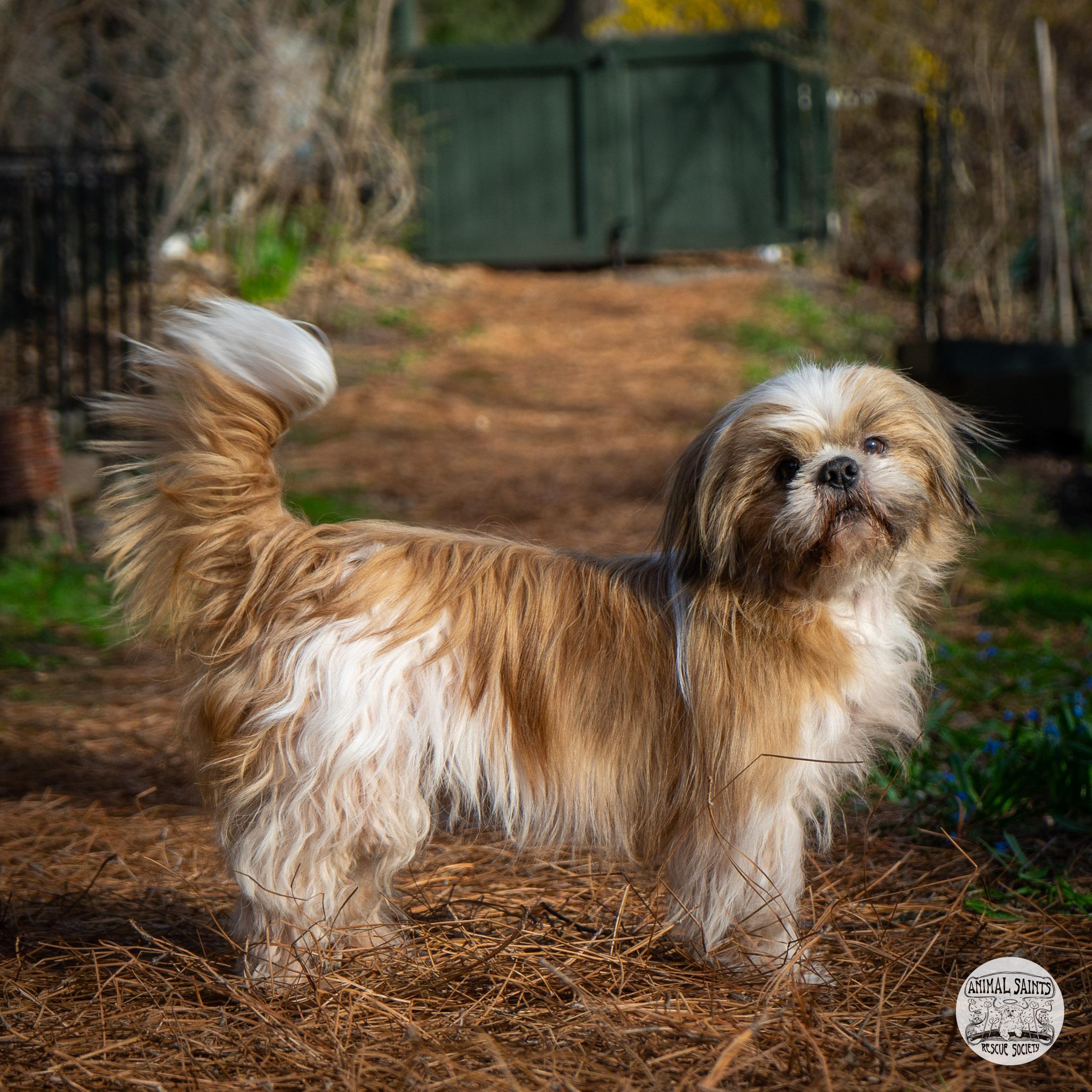 Enlarge Toby, a Adoptable mixed breed in Fort Montgomery, NY image 3/6