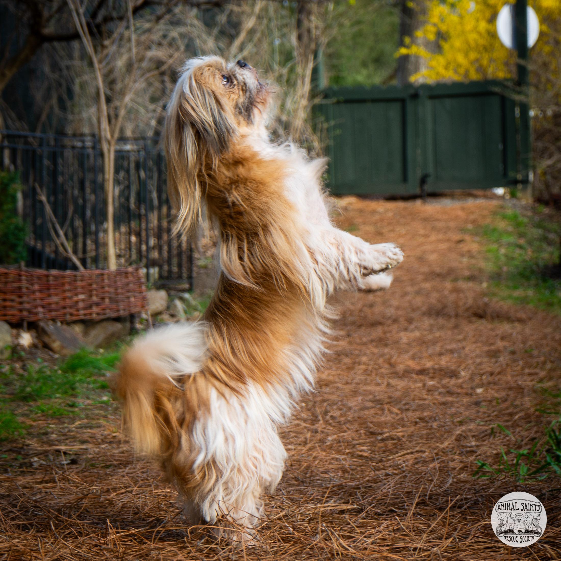 Enlarge Toby, a Adoptable mixed breed in Fort Montgomery, NY image 5/6