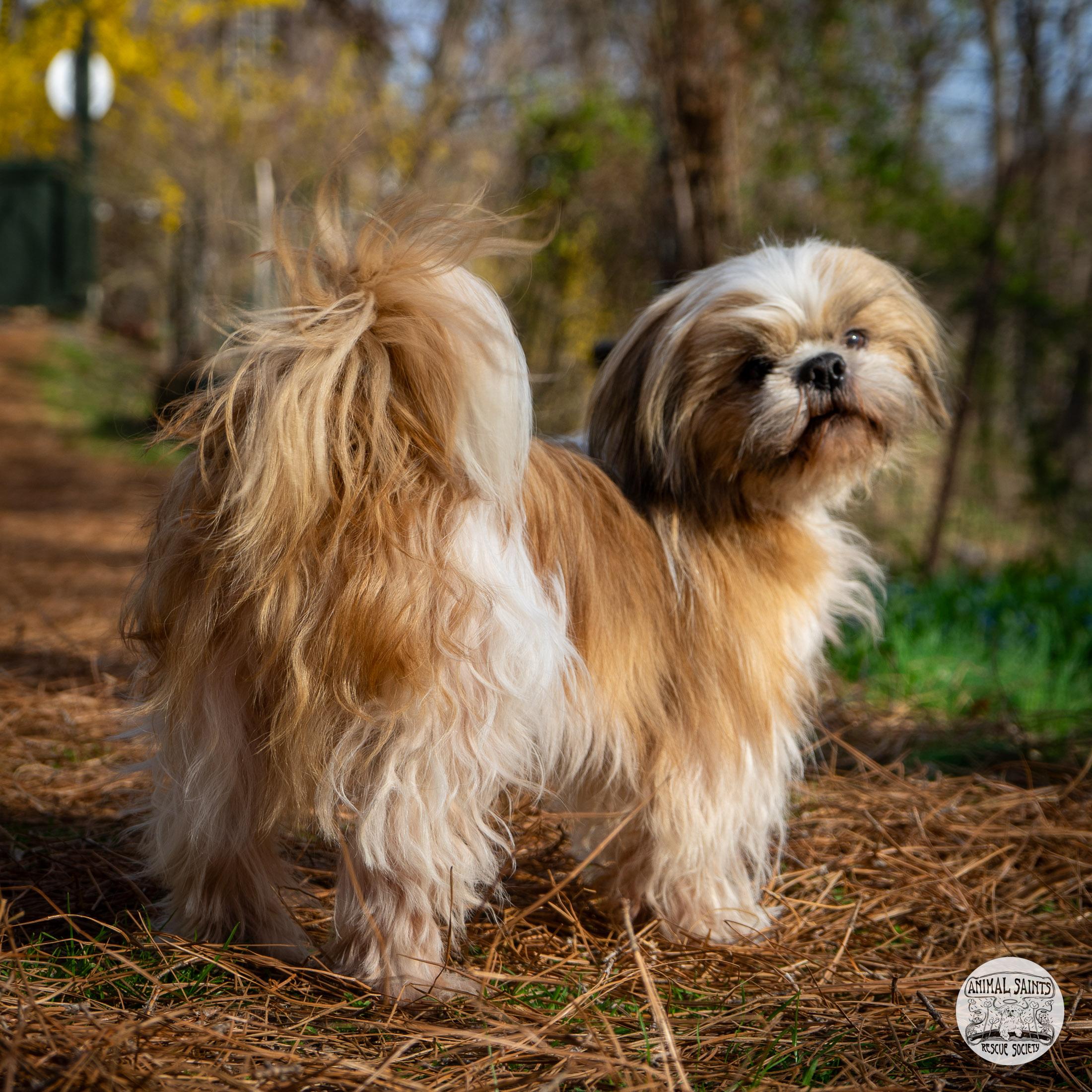 Toby, Adoptable, Adult Male Shih Tzu & Lhasa Apso.