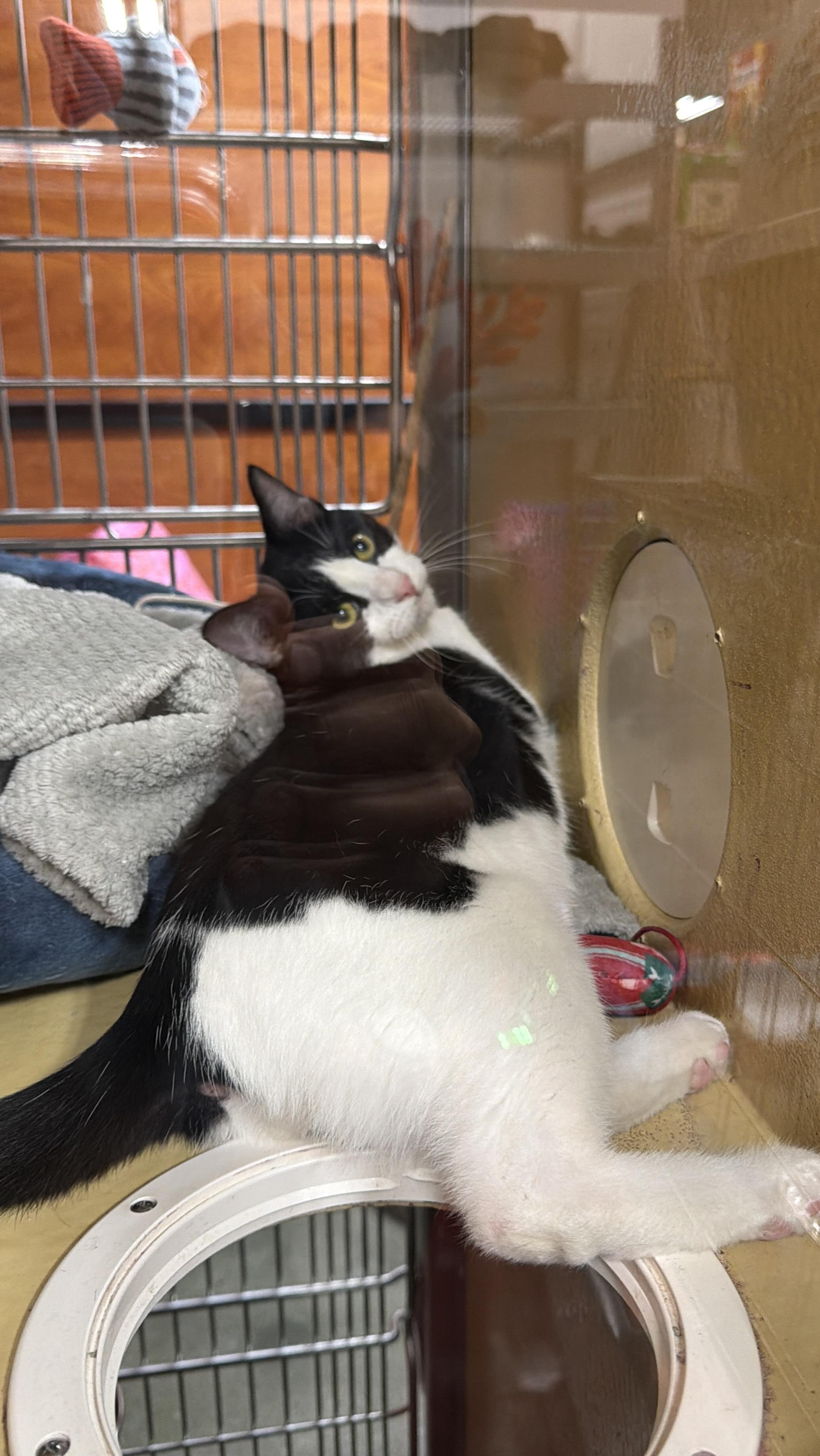 Enlarge Panda, an adopted Domestic Short Hair in Bell Gardens, CA image 1/4