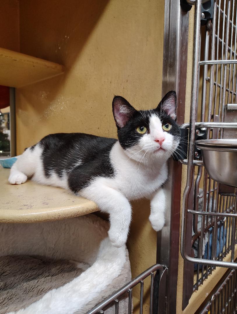 Enlarge Panda, an adopted Domestic Short Hair in Bell Gardens, CA image 2/4