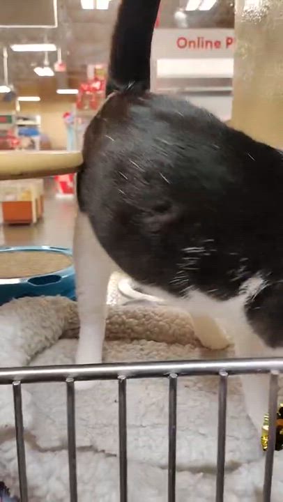 Enlarge Panda, an adopted Domestic Short Hair in Bell Gardens, CA video 3/4