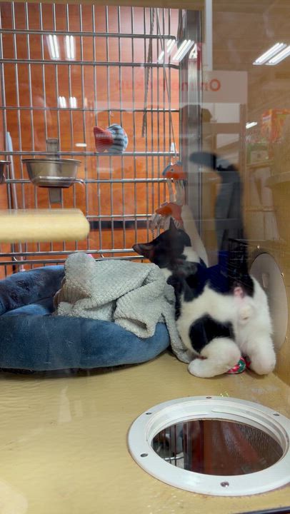 Enlarge Panda, an adopted Domestic Short Hair in Bell Gardens, CA video 4/4