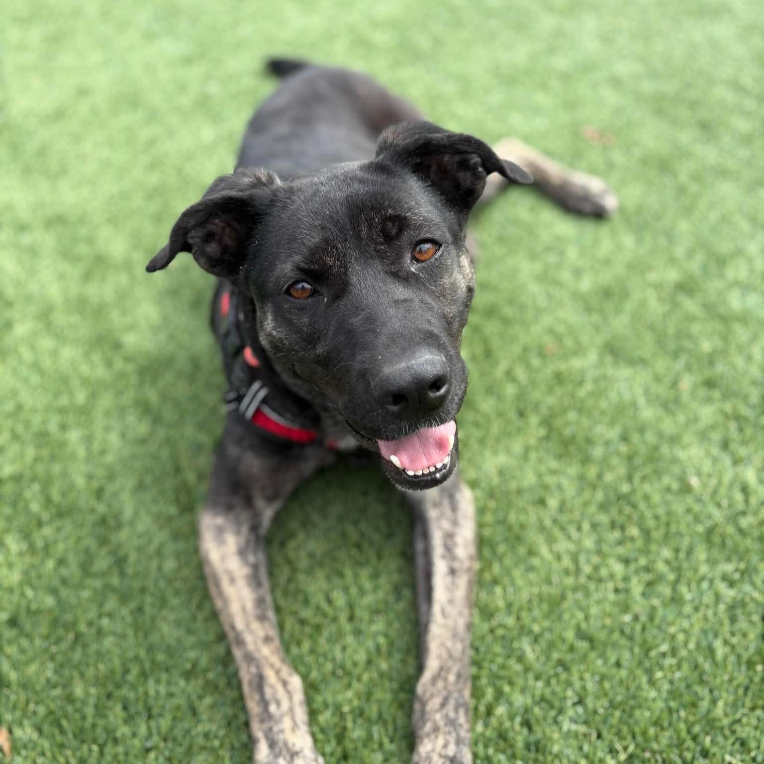Enlarge Bluebell, an adopted mixed breed in Pound, VA image 6/6