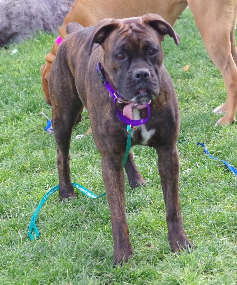 Enlarge LEIA, a Adopted Boxer in Kuna, ID image 1/3