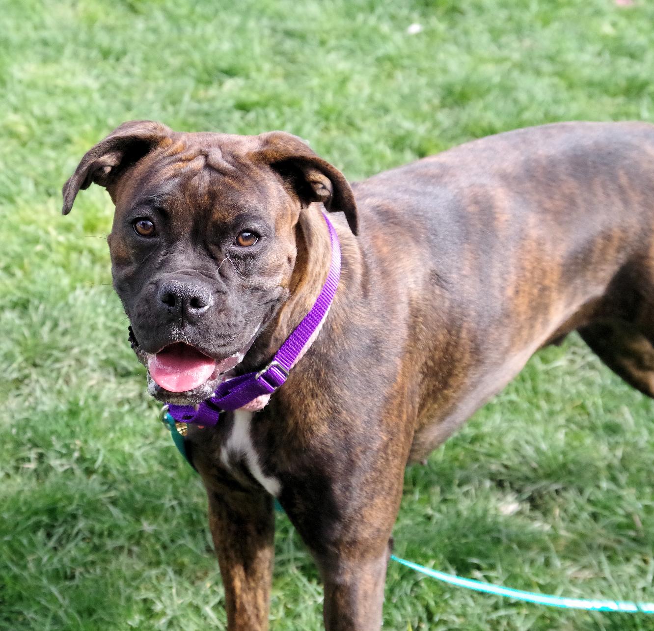 Enlarge LEIA, a Adopted Boxer in Kuna, ID image 2/3