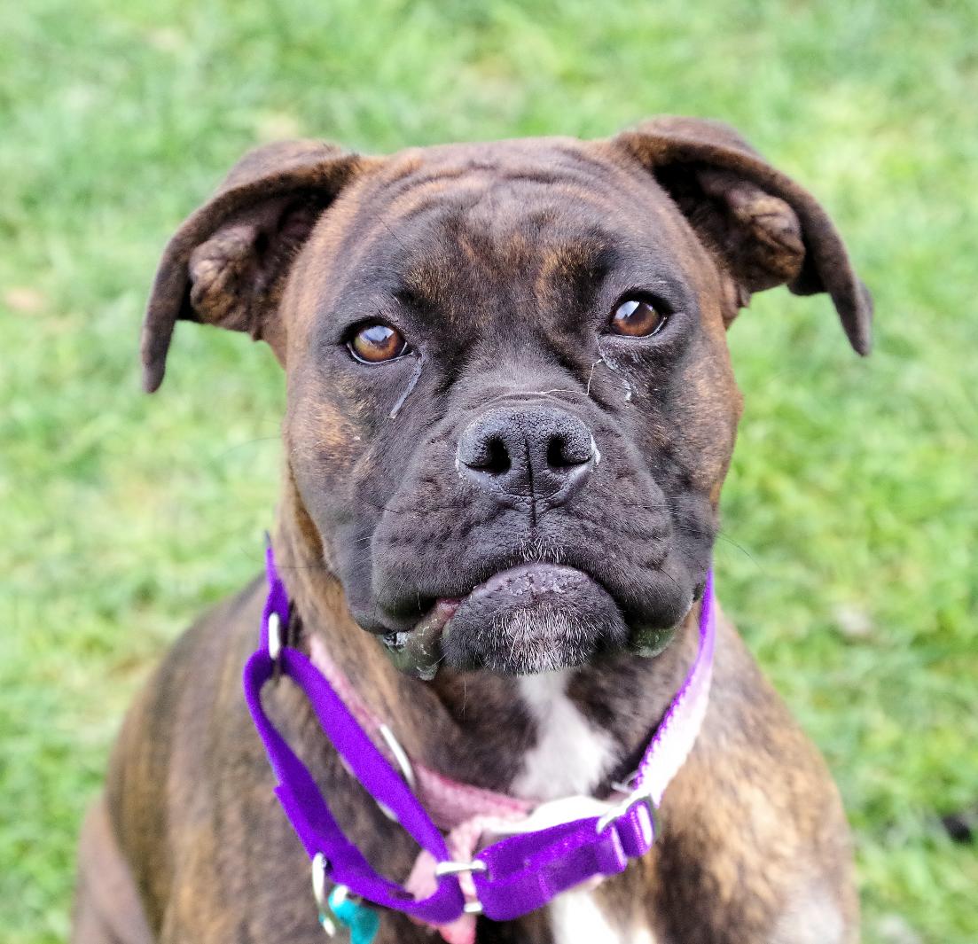 Enlarge LEIA, a Adopted Boxer in Kuna, ID image 3/3
