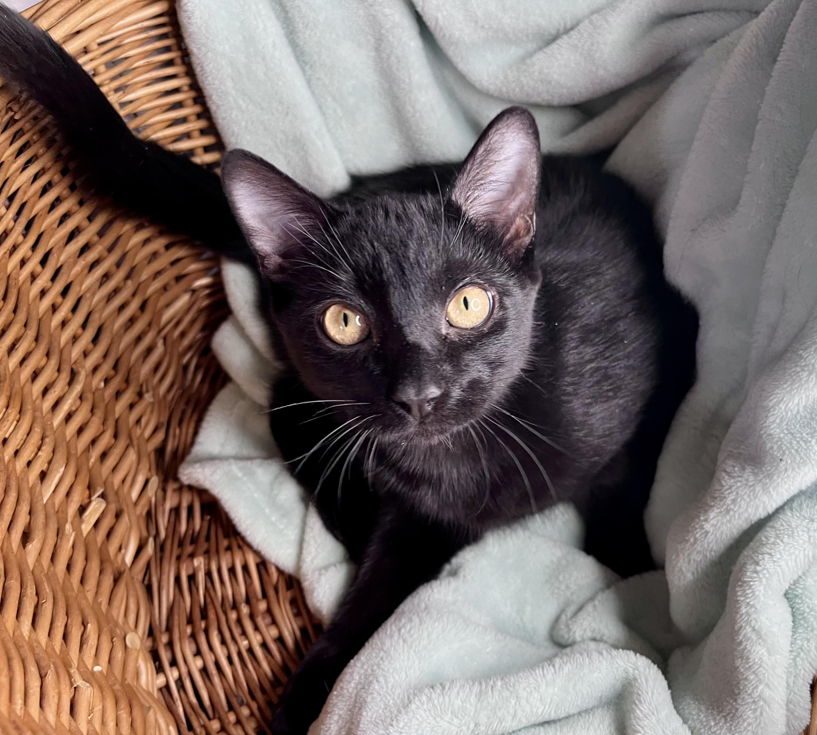 Enlarge Lee, a ADOPTABLE mixed breed in Rocky Hill, CT image 5/6