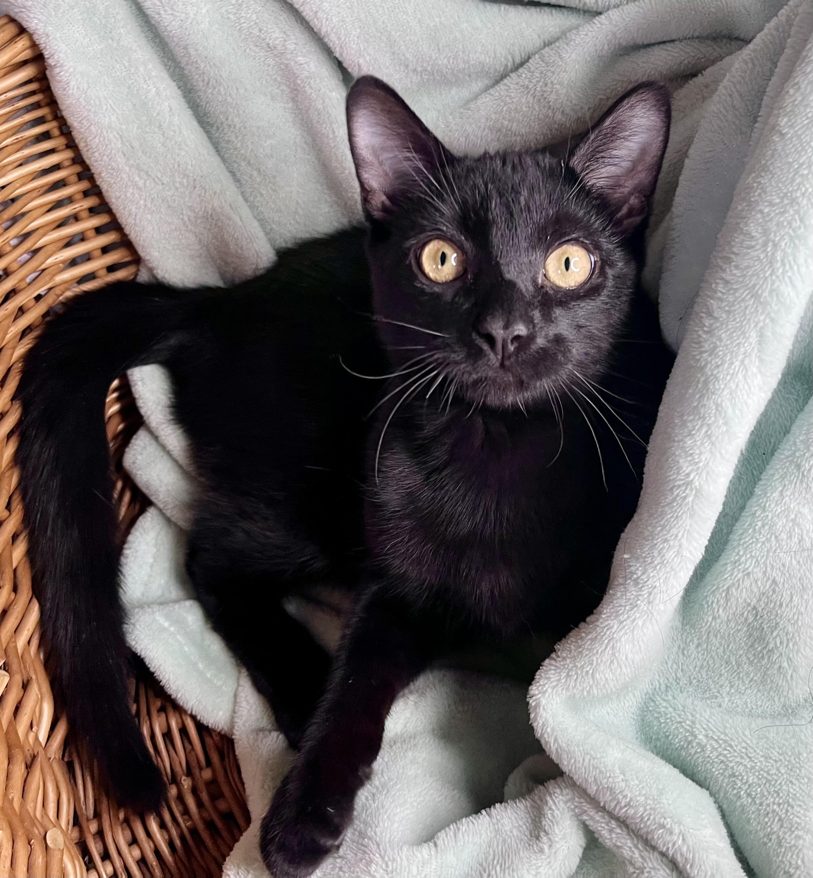 Enlarge Lee, a ADOPTABLE mixed breed in Rocky Hill, CT image 2/6