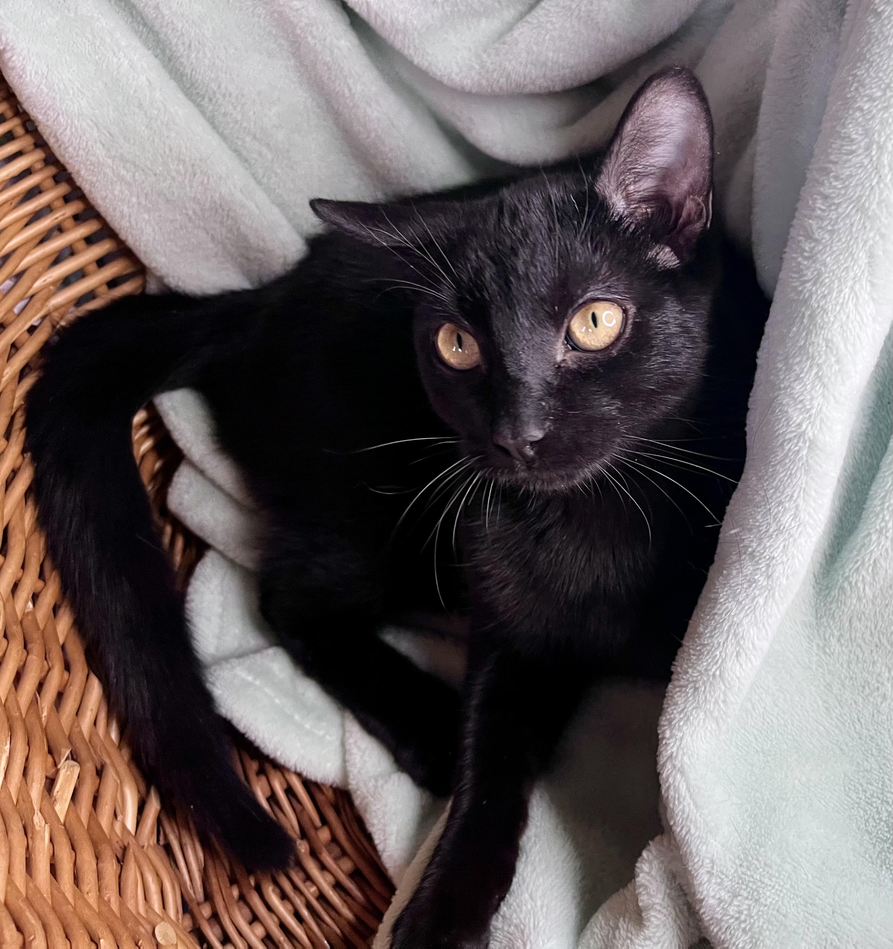 Enlarge Lee, a ADOPTABLE mixed breed in Rocky Hill, CT image 3/6