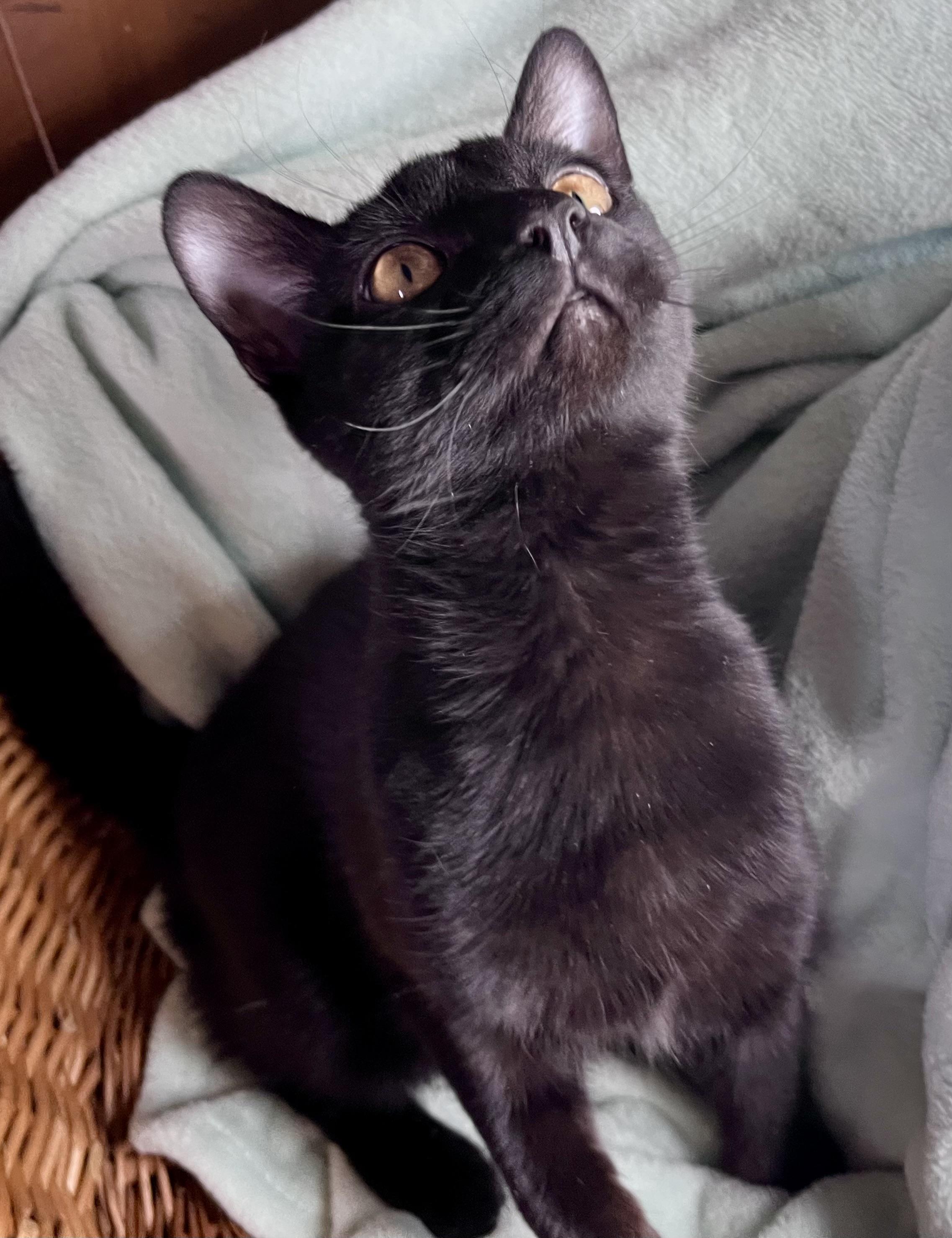 Enlarge Lee, a ADOPTABLE mixed breed in Rocky Hill, CT image 6/6