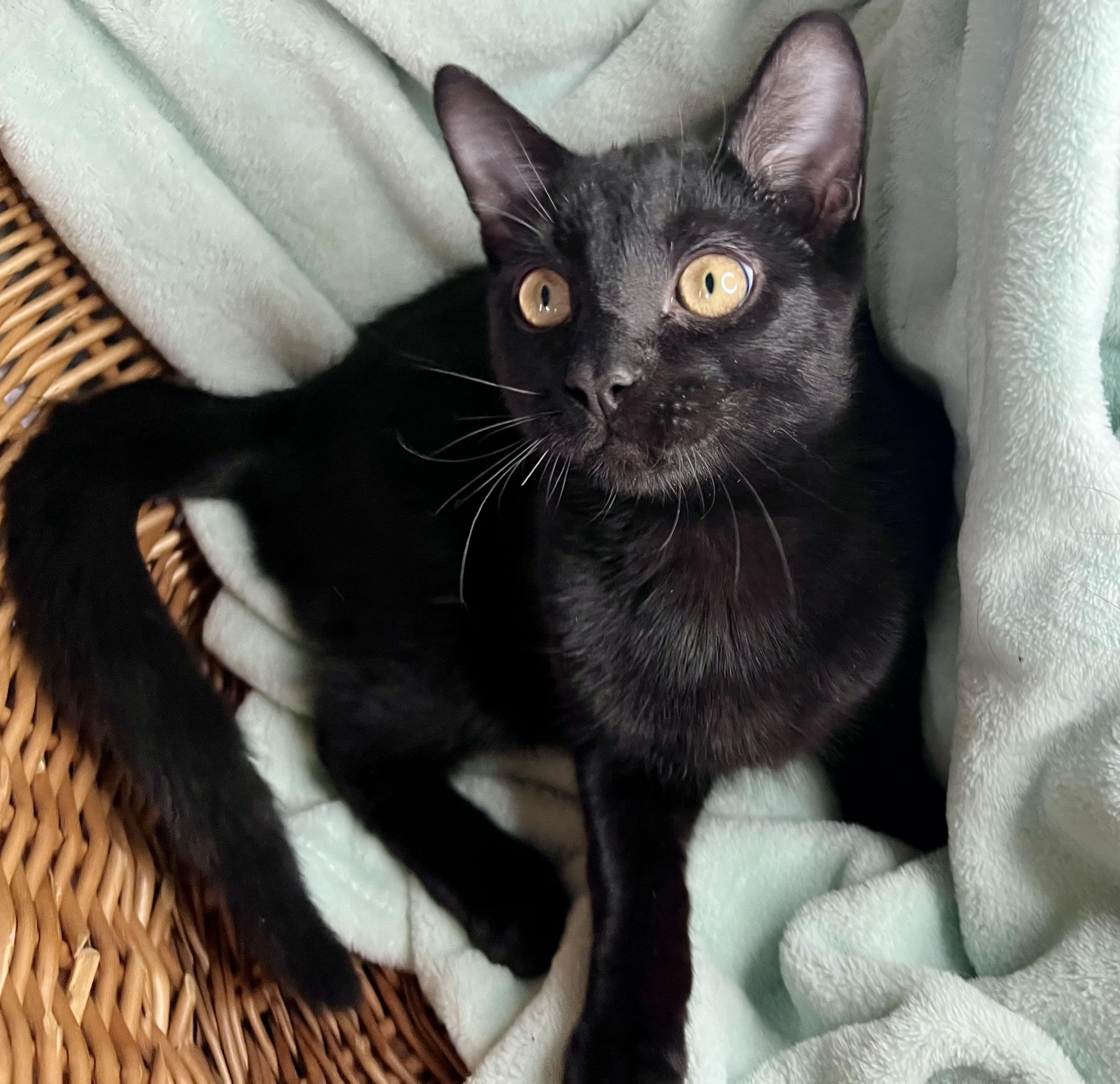 Enlarge Lee, a ADOPTABLE mixed breed in Rocky Hill, CT image 4/6