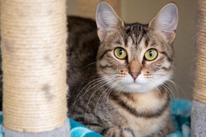 Enlarge Polly, a Adoptable mixed breed in Maumee, OH image 3/3