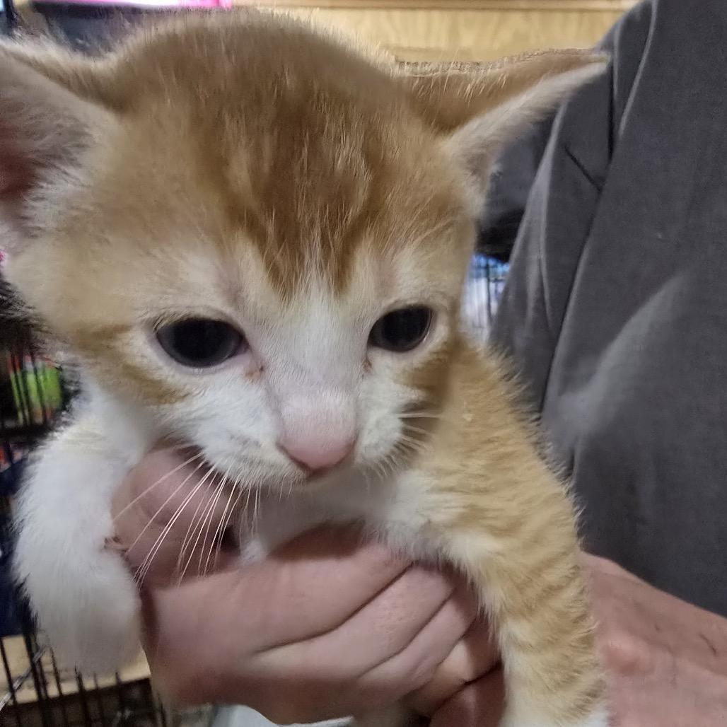 Enlarge Eros, a Adoptable Domestic Short Hair in Baytown, TX image 2/2