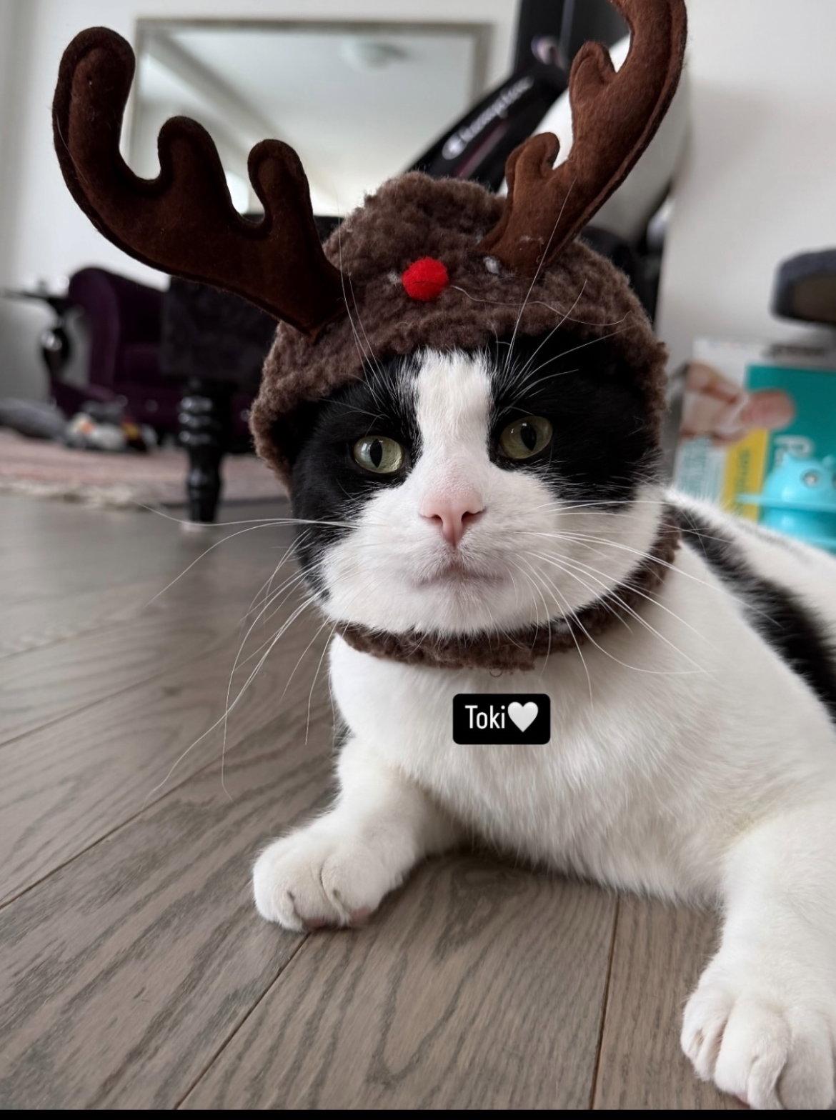 Tokyo courtesy post, Adopted, Adult Male Domestic Short Hair.