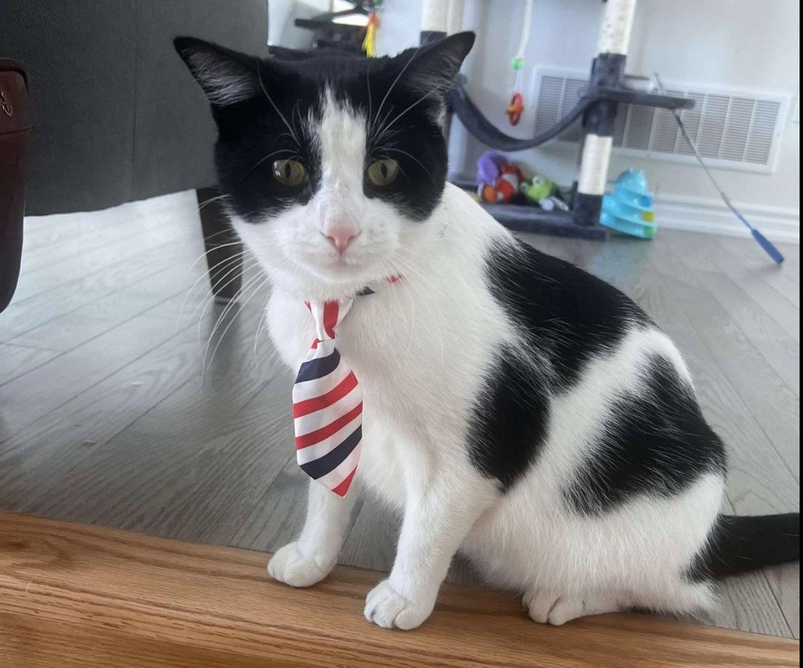 Enlarge Tokyo courtesy post, a Adopted Domestic Short Hair in Laguna Niguel, CA image 2/3