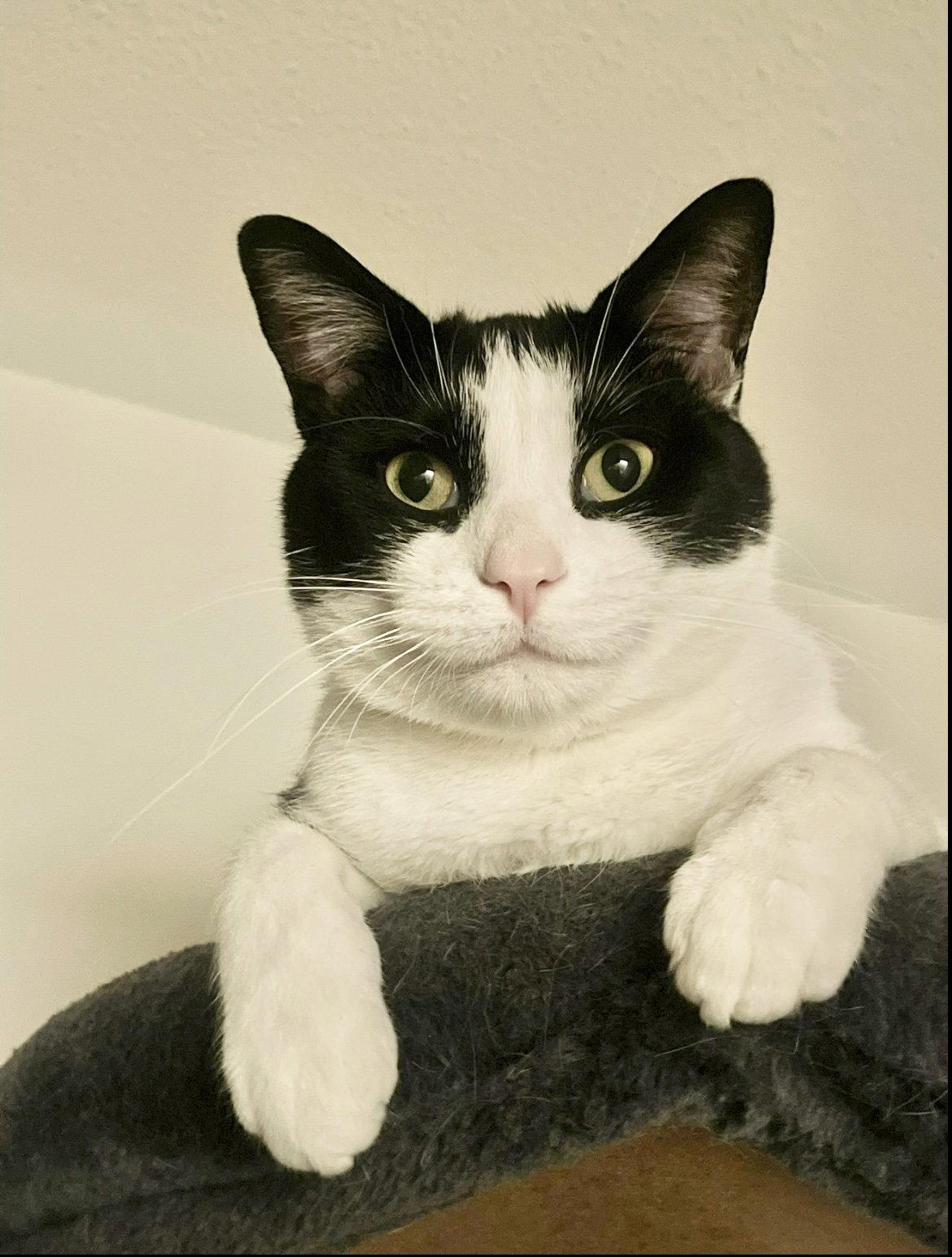 Enlarge Tokyo courtesy post, a Adopted Domestic Short Hair in Laguna Niguel, CA image 3/3