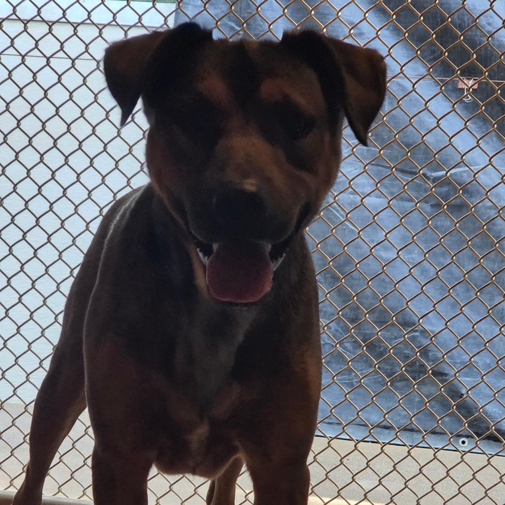 Shaboozy, Adoptable, Adult Male Mixed Breed.