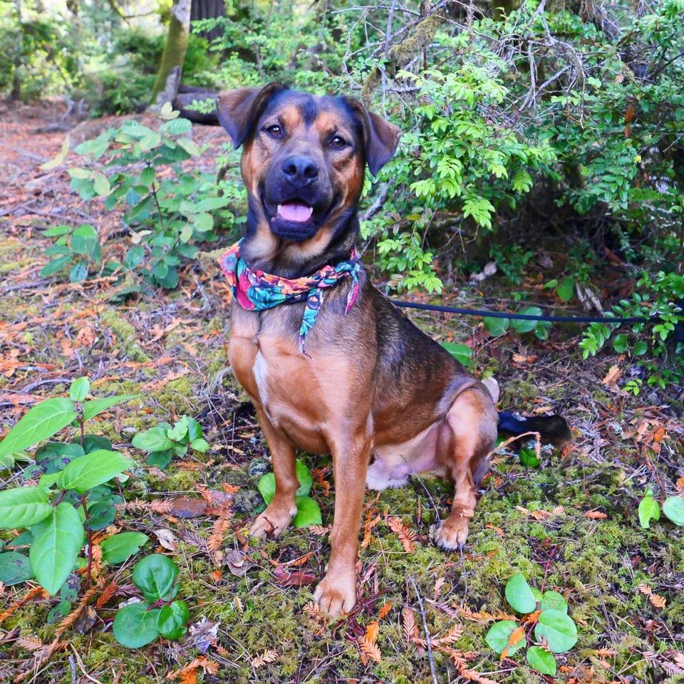 Enlarge Shaboozy, a Adoptable Mixed Breed in Fort Bragg, CA image 3/6